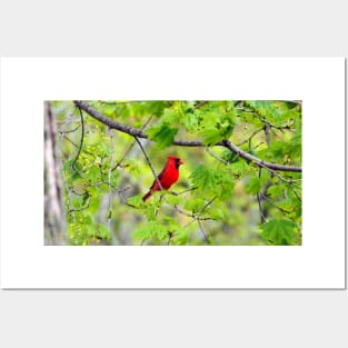 Northern Red Cardinal Sitting In A Tree Posters and Art